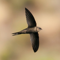 Plain Swift