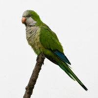 Monk Parakeet