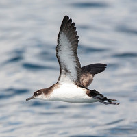 Manx Shearwater