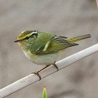 Pallas's Leaf Warbler