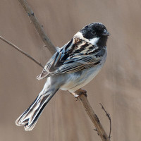 Pallas's Bunting