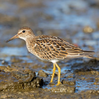 Graubrust-Strandläufer