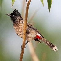 Bulbul à ventre rouge