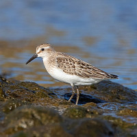 Semipalmated Sandpiper