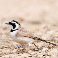 Calhandra-cornuda-do-deserto