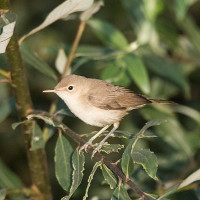 Westelijke Vale Spotvogel