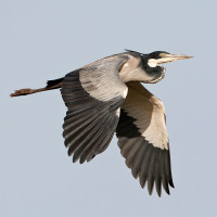 Black-headed Heron