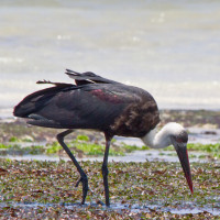 Woolly-necked Stork