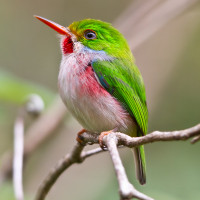 Cuban Tody