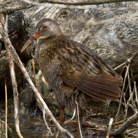 Clapper Rail