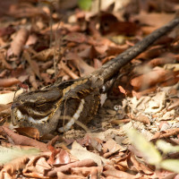 Long-tailed Nightjar