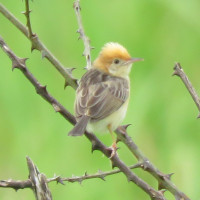 Golden-headed Cisticola