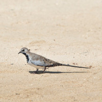 Namaqua Dove