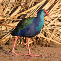 African Swamphen