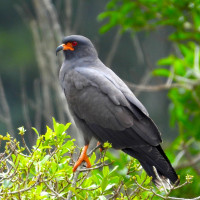 Snail Kite