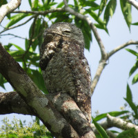 Great Potoo