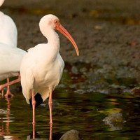 White Ibis