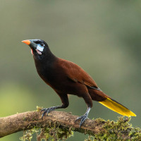 Montezuma Oropendola