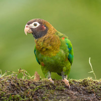 Brown-hooded Parrot