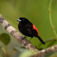 Scarlet-rumped Tanager