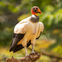 King Vulture