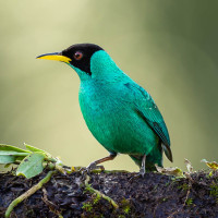 Green Honeycreeper