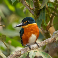 American Pygmy Kingfisher