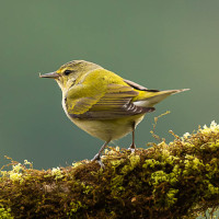 Tennessee Warbler