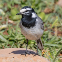 White Wagtail (Moroccan)