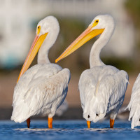 American White Pelican