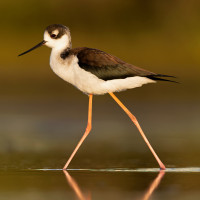 Black-necked Stilt