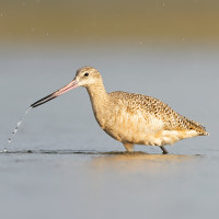 Marbled Godwit