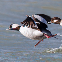 Bufflehead