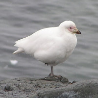 Snowy Sheathbill