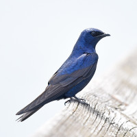 Purple Martin