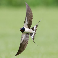 Barn Swallow