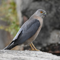 Shikra