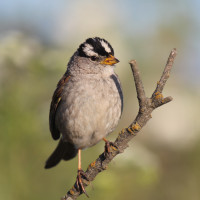 White-crowned Sparrow