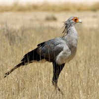 Secretarybird