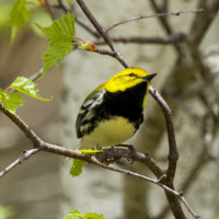 Black-throated Green Warbler