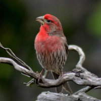 House Finch