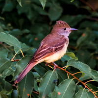 Great Crested Flycatcher