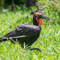 Southern Ground-Hornbill