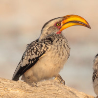 Southern Yellow-billed Hornbill