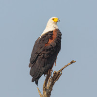 African Fish-eagle