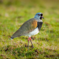 Southern Lapwing