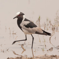 Blacksmith Plover