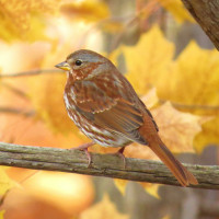 Fox Sparrow