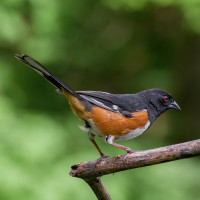 Eastern Towhee