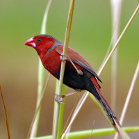 Crimson Finch